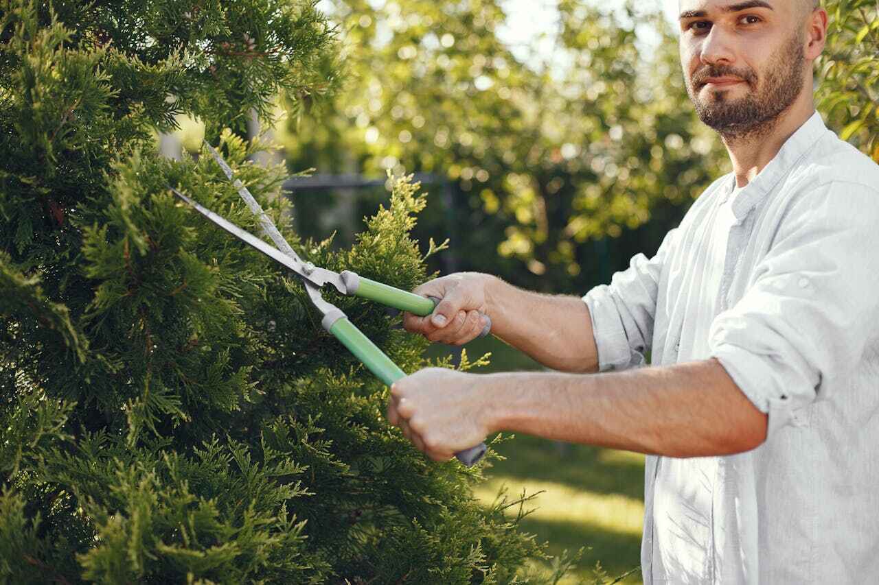 Best Emergency Tree Service  in Mabank, TX